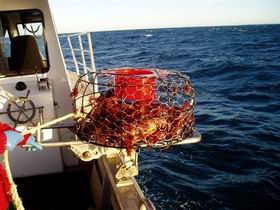 Lacepede Seafood - Attractions Sydney 1