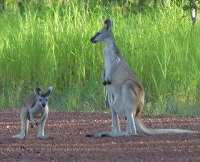 Djukbinj National Park - Attractions Sydney 1