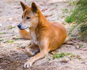 Territory Wildlife Park - Attractions Sydney 2