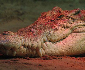 Territory Wildlife Park - Attractions Sydney 3