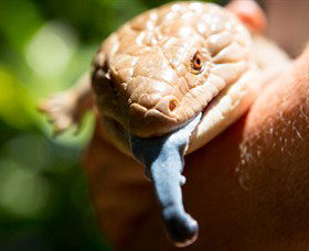 Territory Wildlife Park - Attractions Sydney 5