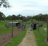 Avenue Emus - Attractions Sydney