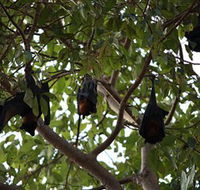 Manngarre Rainforest Walk - Attractions Sydney