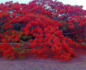 George Brown Darwin Botanic Gardens - Attractions Sydney 1