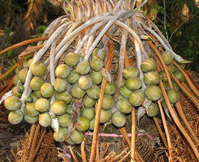 George Brown Darwin Botanic Gardens - Attractions Sydney 7