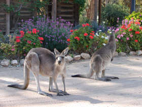 The Pioneer Settlement - Attractions Sydney 5