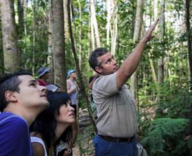 Paluma And Crystal Creek Rainforest - Attractions Sydney 2