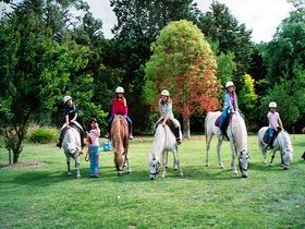 Limestone Coast Horseriding - Attractions Sydney 0