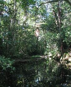 Wabunga Wayemba (Charmillan Creek Walking Track) - Attractions Sydney 0