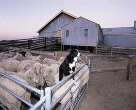 Shear Outback The Australian Shearers Hall Of Fame - Attractions Sydney 1