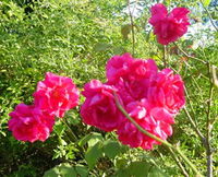 Bishop's Lodge Historic House and Heritage Rose Garden