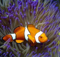 Reef HQ Aquarium - Attractions Sydney