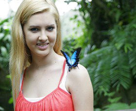 Australian Butterfly Sanctuary - Attractions Sydney 0