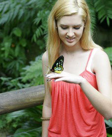 Australian Butterfly Sanctuary - Attractions Sydney 1