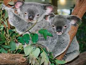 Kuranda Koala Gardens - Attractions Sydney 2