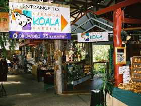 Kuranda Koala Gardens - Attractions Sydney 3
