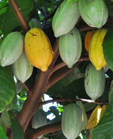 Sweet Farm Tours - Attractions Sydney 3