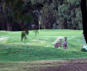 Deniliquin Golf Club - Attractions Sydney 2