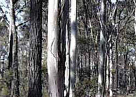 Kooyoora State Park - Attractions Sydney 0