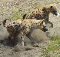 Altina Wildlife Park - Attractions Sydney