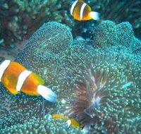 Davies Reef Dive Site - Attractions Sydney