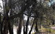 Mia Forest Drives Narrandera - thumb 0