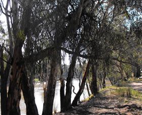 Mia Forest Drives Narrandera - Attractions Sydney 0