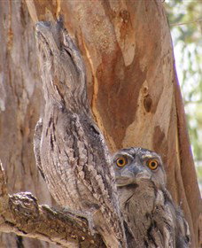 Bird Watching - Attractions Sydney 0