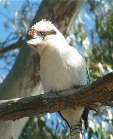 Bird Watching - Attractions Sydney 1