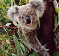 Koala Spotting Regeneration Reserve - Attractions Sydney