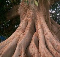 The Big Fig Tree - Attractions Sydney