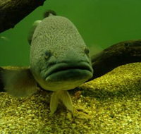 John Lake Centre - Narrandera Fisheries Centre - Attractions Sydney