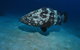 Castle Rock Dive Site - thumb 3