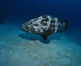 Castle Rock Dive Site - Attractions Sydney 3