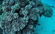 Castle Rock Dive Site - thumb 2