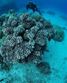 Castle Rock Dive Site - Attractions Sydney 2
