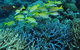 Castle Rock Dive Site - thumb 0