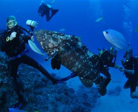 Castle Rock Dive Site - Attractions Sydney 1