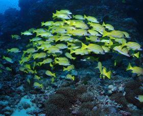 Nursery Bommie Dive Site - Attractions Sydney 1