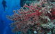 Nursery Bommie Dive Site - thumb 0