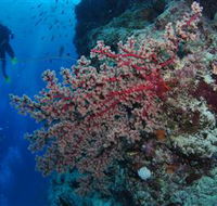 Nursery Bommie Dive Site - Attractions Sydney