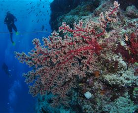 Nursery Bommie Dive Site - Attractions Sydney 0