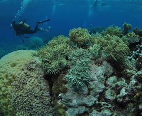 Nursery Bommie Dive Site - Attractions Sydney 2