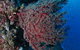 Nursery Bommie Dive Site - thumb 3