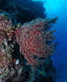 Nursery Bommie Dive Site - Attractions Sydney 3