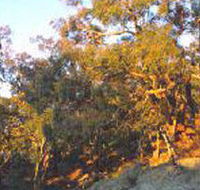 Mount Alexander Regional Park - Attractions Sydney