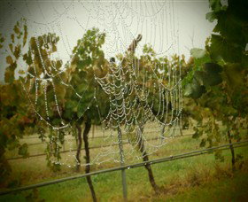 Red Earth Estate Vineyard - Attractions Sydney 8