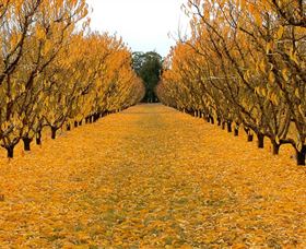 Sun Country On The Murray Farm Gate Trail - Attractions Sydney 0