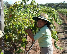 Domaine Asmara - Attractions Sydney 6
