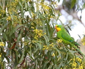 Savernake Day Tours - Attractions Sydney 2